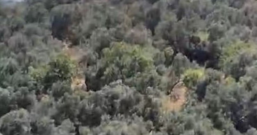Burhaniye'de zeytinlik yangınına havadan ve karadan müdahale ediliyor