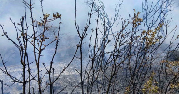 Bursa Gemlik'te Piknik Alanında Yangın Korkuttu