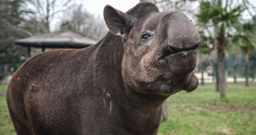 Bursa Hayvanat Bahçesi'nde Tapirlere Kış Bakımı