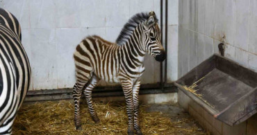 Bursa hayvanat bahçesi’nde zebra ailesi büyüyor