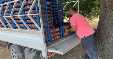 Bursa şeftalisinde hasat dönemi başladı