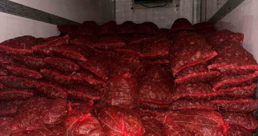 Bursa ve Balıkesir'de Kaçak Midye Operasyonu