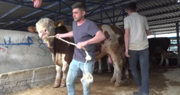 Bursa'da 1,2 Tonluk Şampiyon Tosun Pazarda 500 Bin Liraya Satıldı