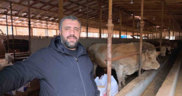 Bursa'da 500 Bin Liralık 'Paşa' Boğa Satışta