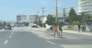 Bursa’da ana yolda başıboş atlar trafikte tehlike yarattı