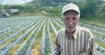 Bursa'da Çilek Hasadı Başlıyor