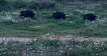 Bursa'da Domuz Sürüsü Şehir Merkezinde Görüntülendi