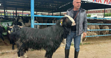 Bursa'da Kurban Pazarı'nda Şampiyon Keçi 47 Bin Liraya Satıldı