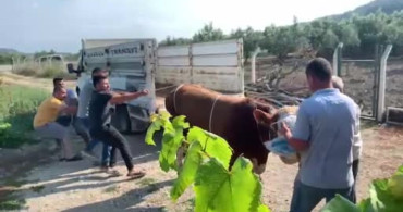 Bursa'da Kurbanlık Boğa Kontrolden Çıktı