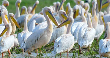 Bursa'da Pelikanların Göç Molasına Tanıklık