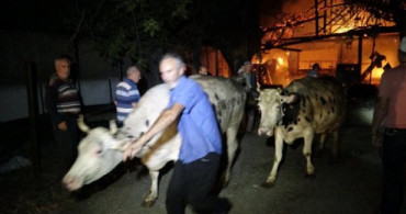 Bursa'da Yangın: 5 Hayvan Telef Oldu