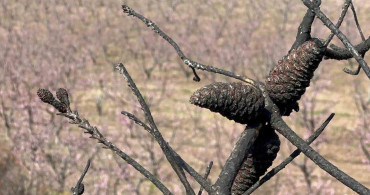 Bursa'nın Gürsü İlçesinde Pembe Şeftali Çiçekleri Umut Aşılıyor