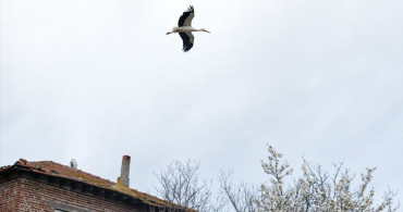 Bursa’nın Simgesi Yaren Leylek 15. Yılında Geri Döndü