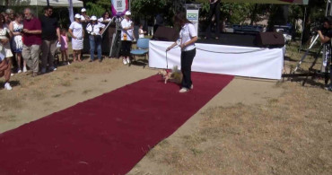 Büyükçekmece'de can dostları sahiplendirme festivali