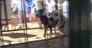 Büyükçekmece'de köpek sahiplendirme festivali düzenlendi