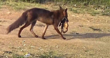 Çakal ve Yılan Görüntüleri Ganos Dağları'ndan
