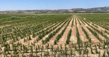 Çal'da sağanak yağış ve dolu tarım arazilerinde zarara yol açtı