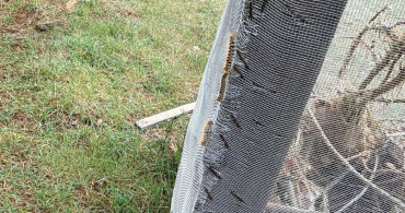 Çam Ağaçlarında Kese Kurdu Alarmı: Biyolojik ve Mekanik Mücadele Başlatıldı