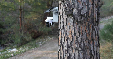 Çam Fıstığı Hasat Sezonunda Güvenlik Önlemleri
