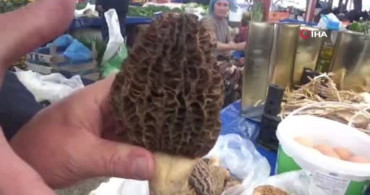 Çanakkale'de Kazdağları'nda Kuzugöbeği Mantarının Ekonomik Önemi