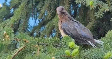 Çanakkale'de Yaralı Kuşlar Tedavi Edildi ve Doğaya Salındı