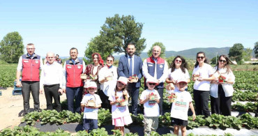 Çanakkale'de Yenice çileği hasadı gerçekleştirildi