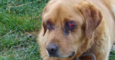 Caniler Köpeğin İki Gözünü Oydu