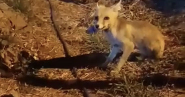 Çankırı'da aç kalan tilkiye diyet bisküvi ikramı