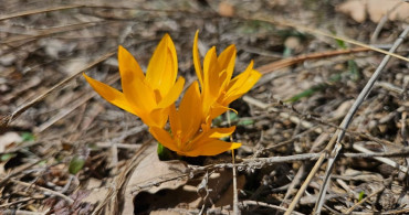 Çankırı'da Baharın İlk Belirtileri: Çiğdemler Çiçek Açtı