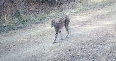 Çankırı'da Nadir Görülen Vaşaklar Fotokapanda Görüntülendi