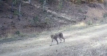 Çankırı’da Vaşak Görüntüleri: Ormanın Hayaleti Belgesel Olarak Kaydedildi