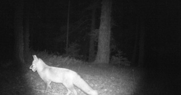 Çankırı'da Yaban Hayatı Görüntülendi: Kurt ve Tilki Kamerada