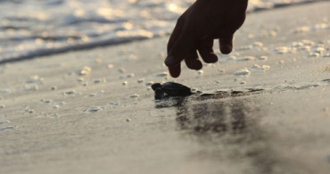 Caretta Yavruları Denize Kavuşturuldu