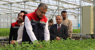 Çarşamba'da Hidroponik Maydanozun İlk Hasadı Yapıldı