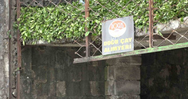 Çay Üreticilerinin Fiyat Tepkisi: Özel Sektör Düşüren Fiyatlar