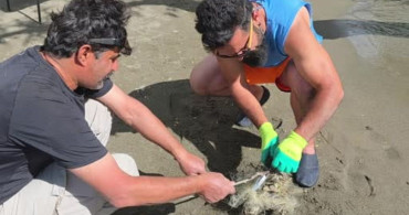 Çaya bırakılan misinalar yengeçlere tuzak oldu: Duyarlı vatandaşlar yengeçleri kurtardı