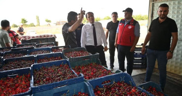 Çay’da kiraz hasadı başladı