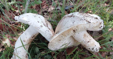 Çayır mantarının toplanması zahmetli, lezzeti ise tartışılmaz