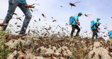 Çekirge İstilası Altında Olan Hindistan'da Son Çare Gürültü Yapmak Oldu