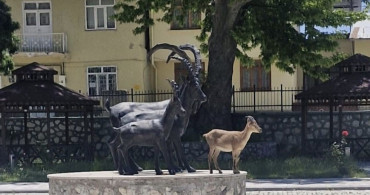 Çemişgezek'te Yaban Keçisi ve Heykel Buluşması