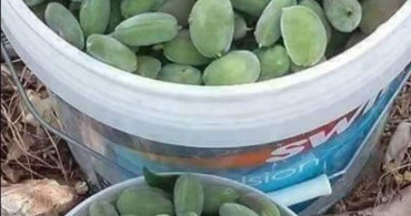 Çermik'te Çağla Hasadı Başladı