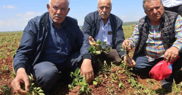Ceviz Büyüklüğündeki Dolu Yağışı Tarım Ürünlerine Zarar Verdi