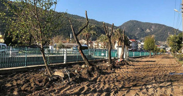 CHP'li belediyelerden ağaç terörü devam ediyor: Altın değerindeki sığla ağaçlarını yerinden söktüler