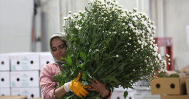 Çiçek Sektöründe Rekor İhracat Hedefi