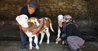 Çift, buzağılarına Yıldız Tilbe'nin ismini verdi