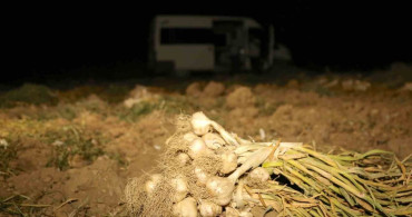 Çiftçilerin beyaz altın nöbeti: Taşköprü sarımsağını korumak için gece gündüz çalışıyorlar