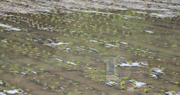 Çiftçilerin Taşkın Mücadelesi: Yeşilırmak Nehri Su Taşkınları Üzerine