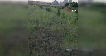 Çiftlikten kaçan ineğini arayan besiciye doğum sürprizi