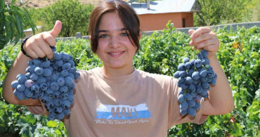 Cimin Üzümü Çekirdeği: Antioxidant ve Antienflamatuvar Özellikler