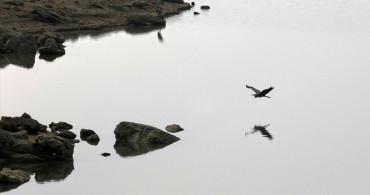 Cip Baraj Gölü: Göçmen Kuşların Cenneti